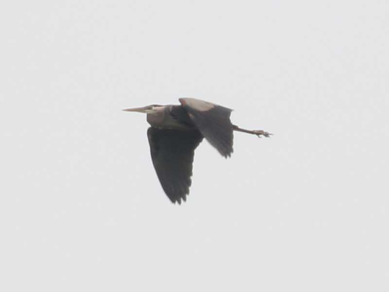 Mystery bird to be identified