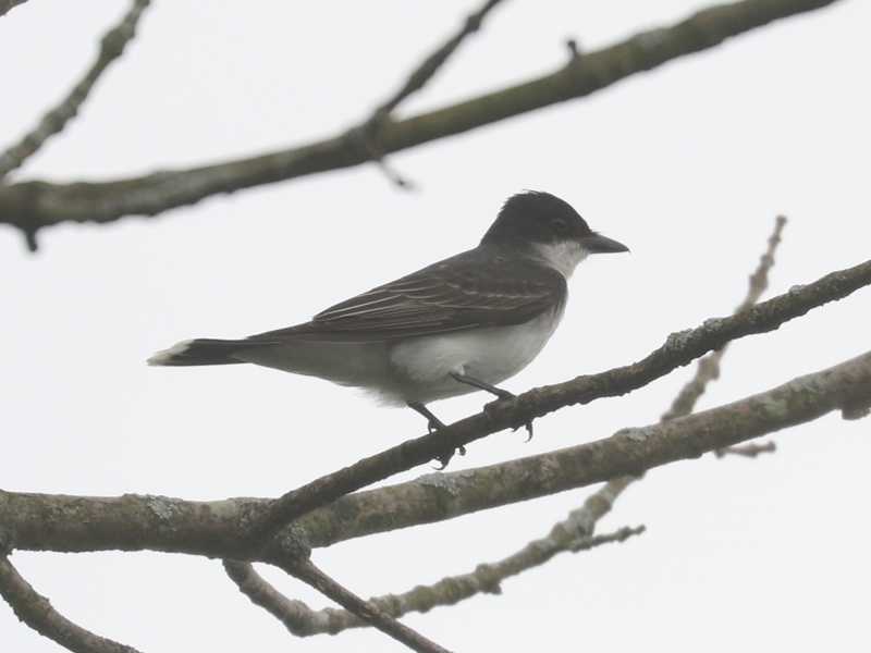 Mystery bird to be identified