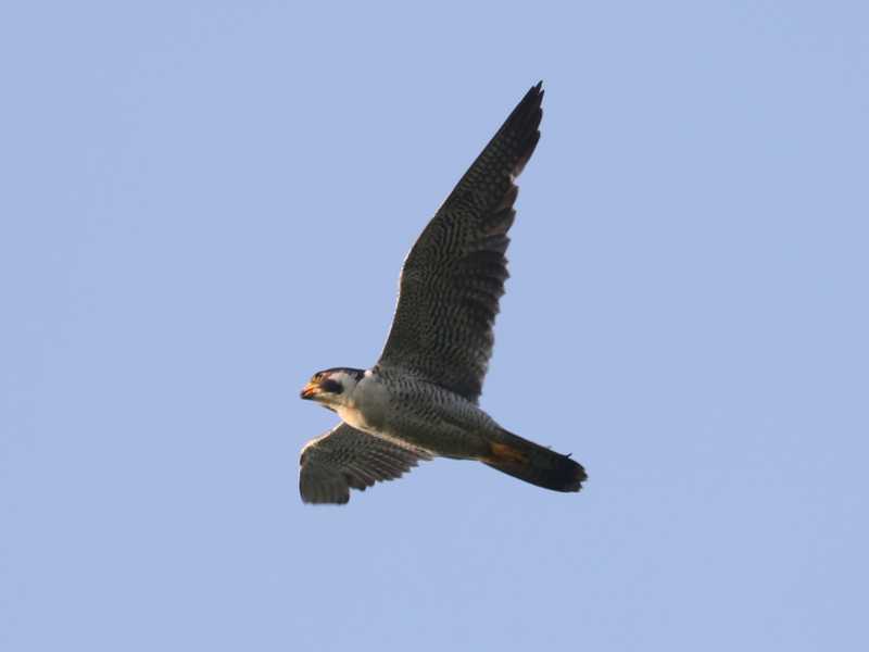 Mystery bird to be identified