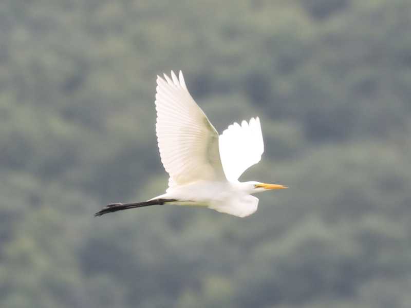Mystery bird to be identified
