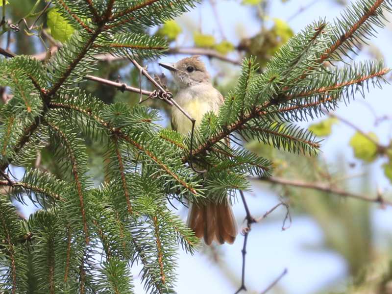 Mystery bird to be identified