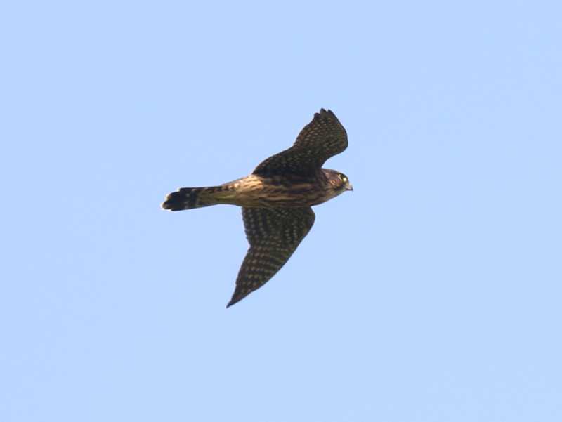 Mystery bird to be identified