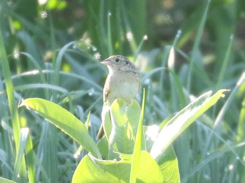 Mystery bird to be identified