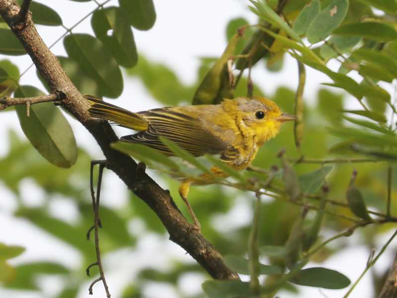 Mystery bird to be identified