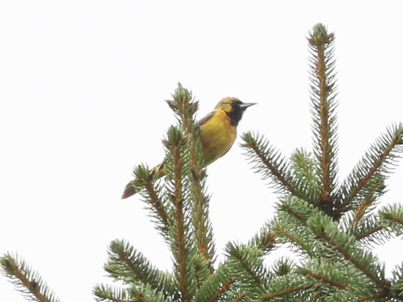 Mystery bird to be identified