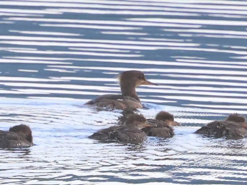 Mystery birds to be identified