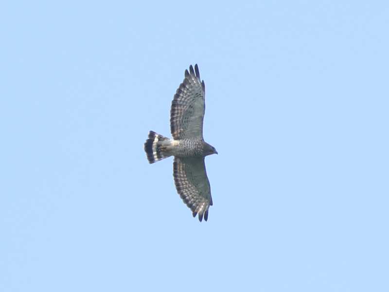 Mystery bird to be identified