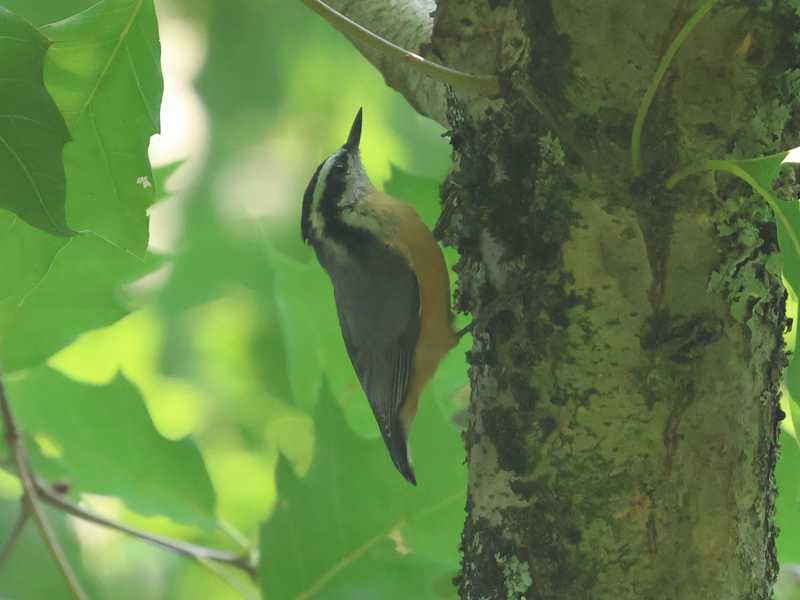 Mystery bird to be identified