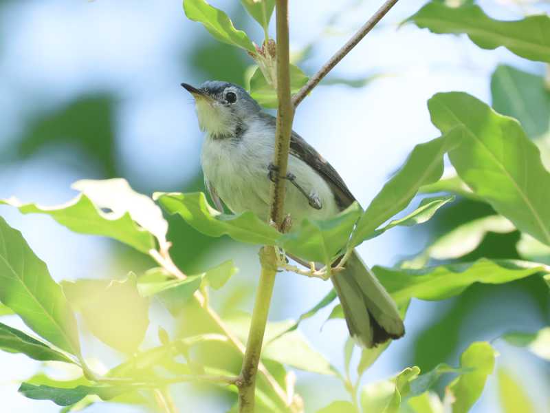 Mystery bird to be identified