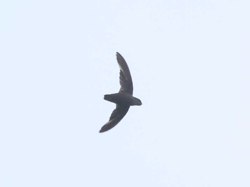 Mystery bird to be identified