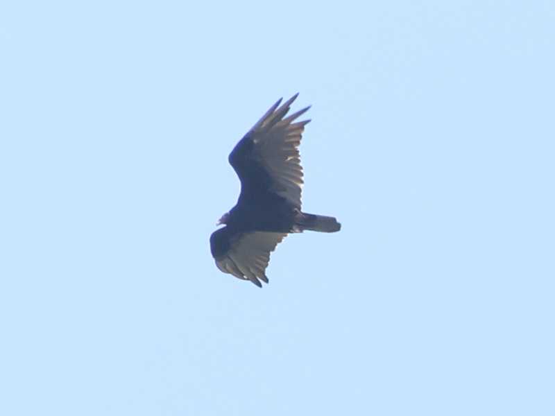 Mystery bird to be identified