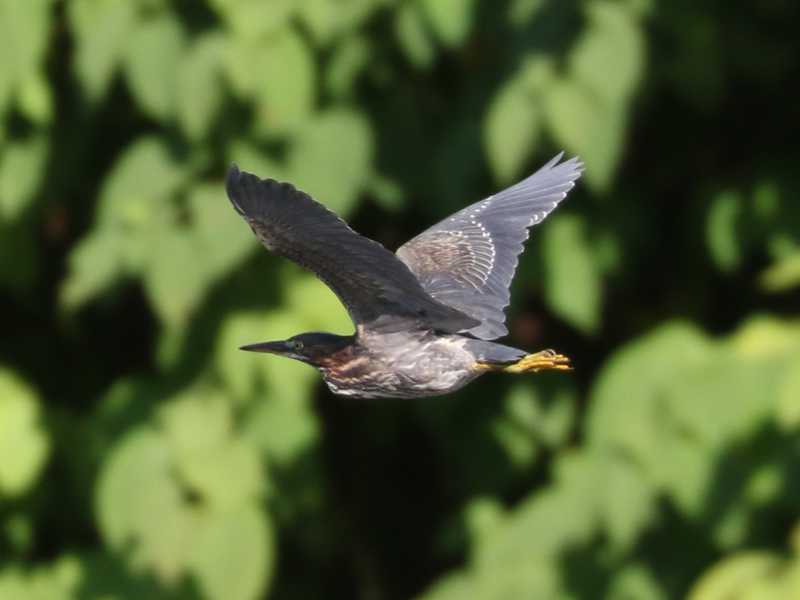 Mystery bird to be identified