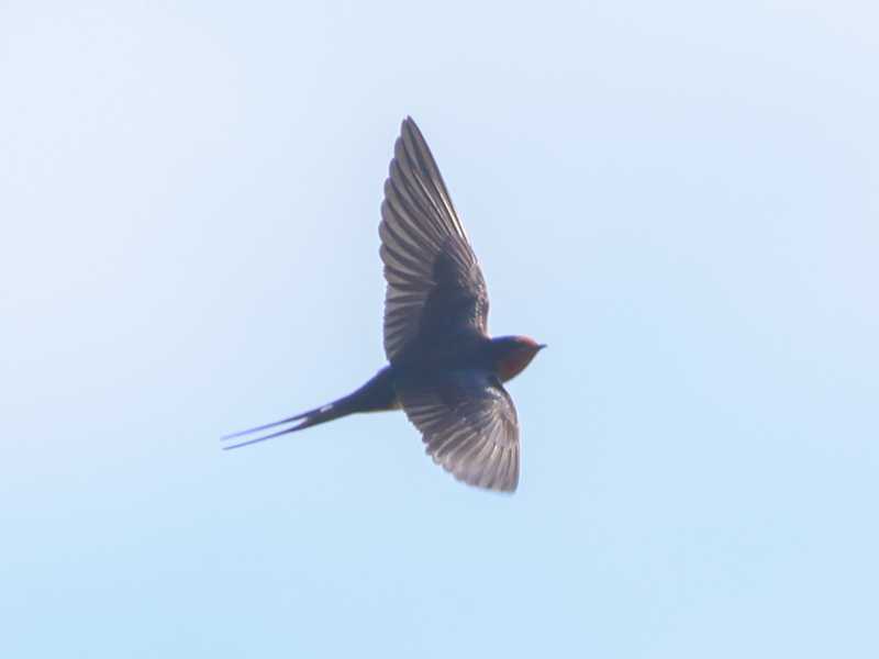 Mystery bird to be identified