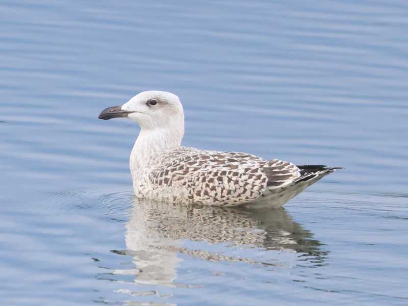 Mystery bird to be identified