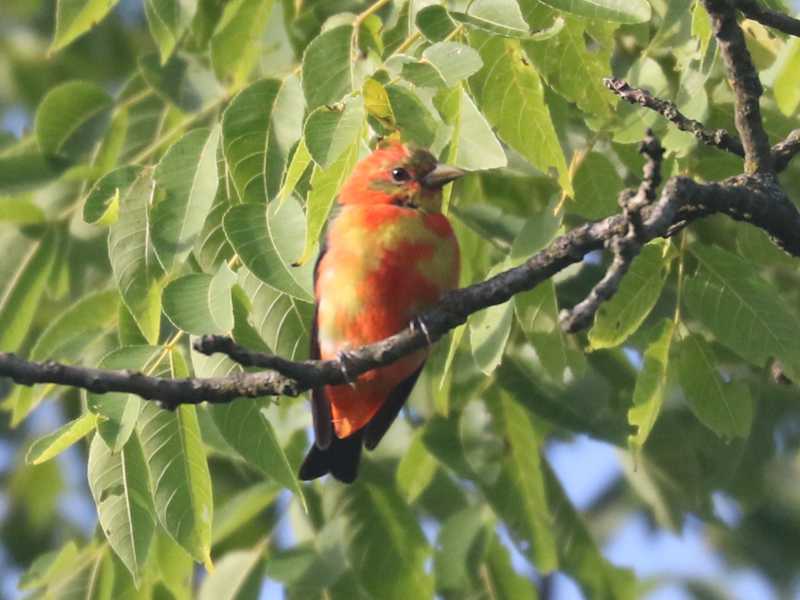 Mystery bird to be identified