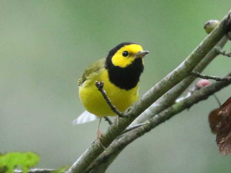 Mystery bird to be identified