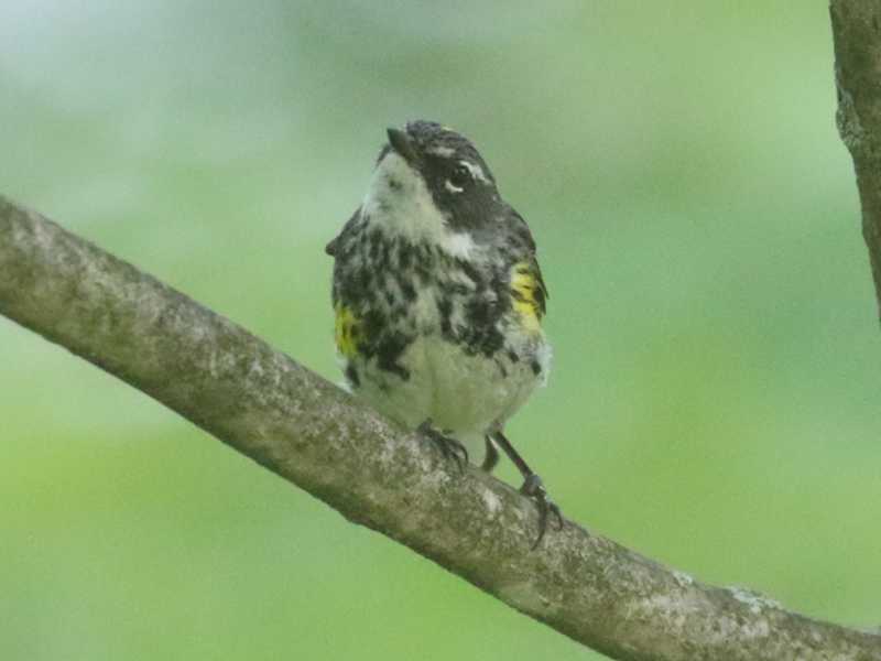 Mystery bird to be identified