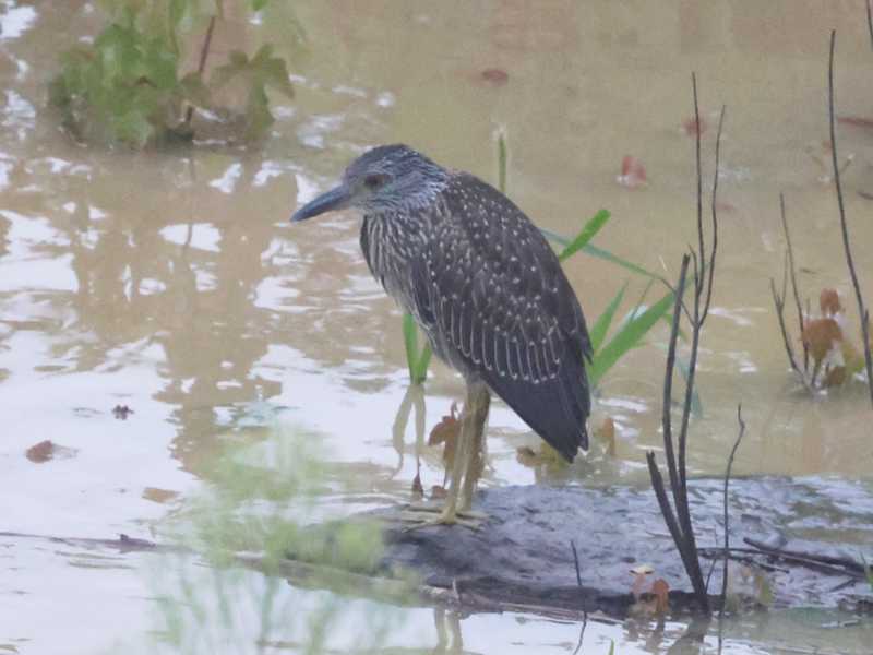Mystery bird to be identified