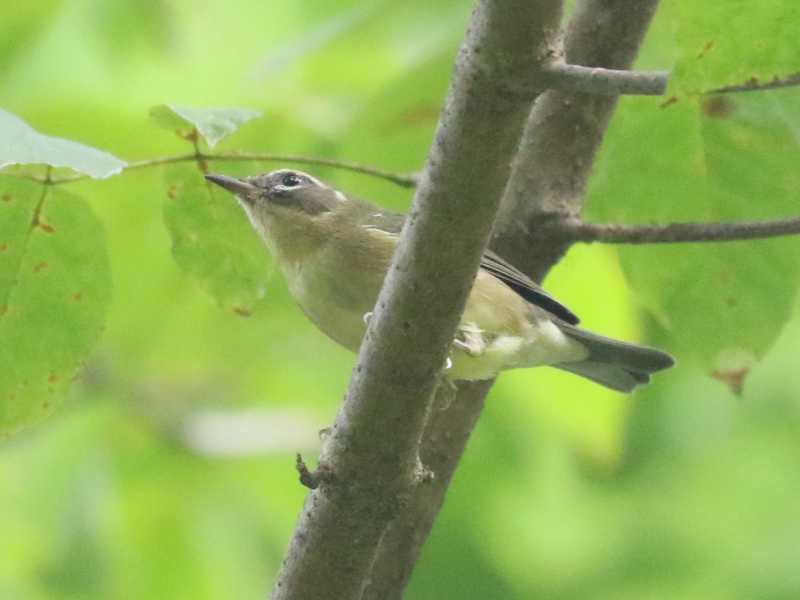 Mystery bird to be identified