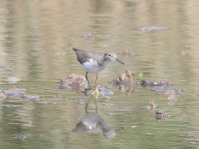 Mystery bird to be identified