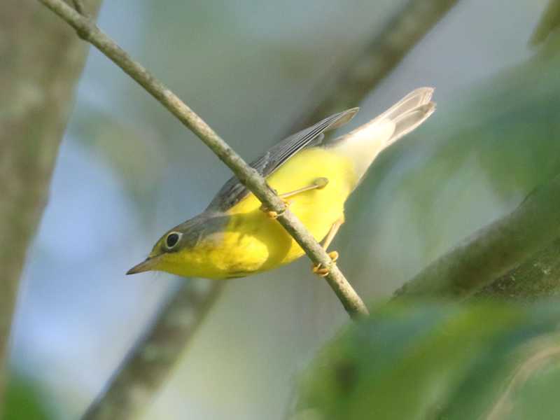 Mystery bird to be identified