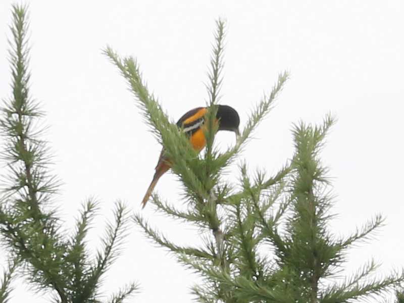 Mystery bird to be identified