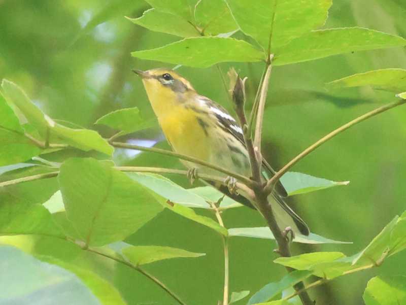 Mystery bird to be identified