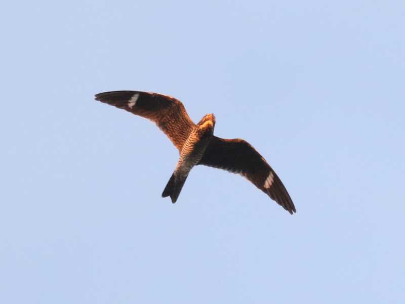 Mystery bird to be identified