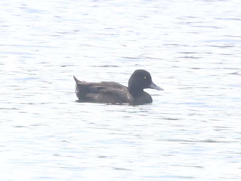 Mystery bird to be identified