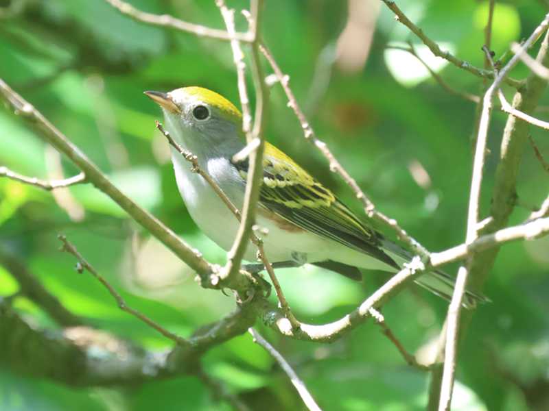 Mystery bird to be identified