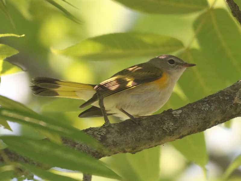 Mystery bird to be identified