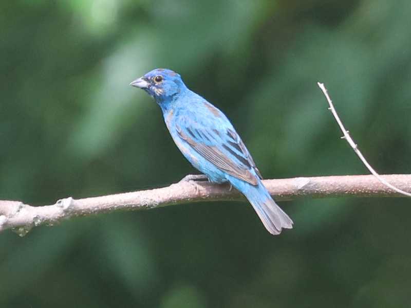 Mystery bird to be identified