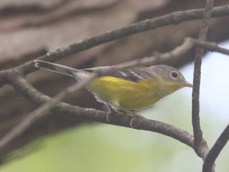 Mystery bird to be identified