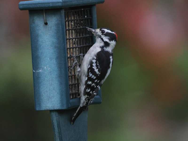 Mystery bird to be identified