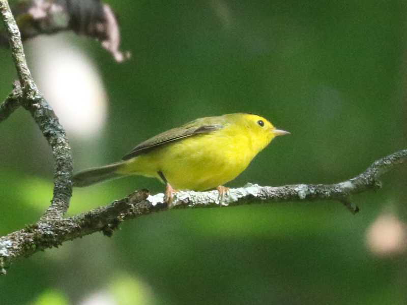 Mystery bird to be identified