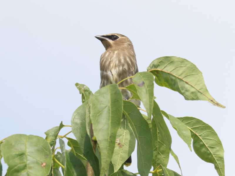 Mystery bird to be identified