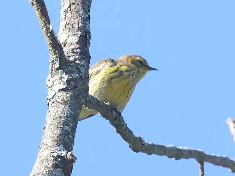 Mystery bird to be identified
