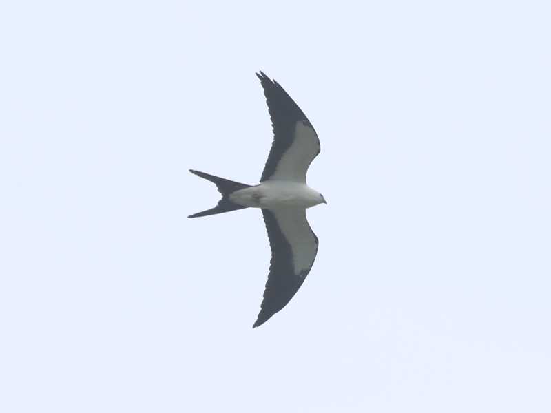 Mystery bird to be identified