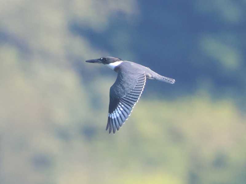 Mystery bird to be identified
