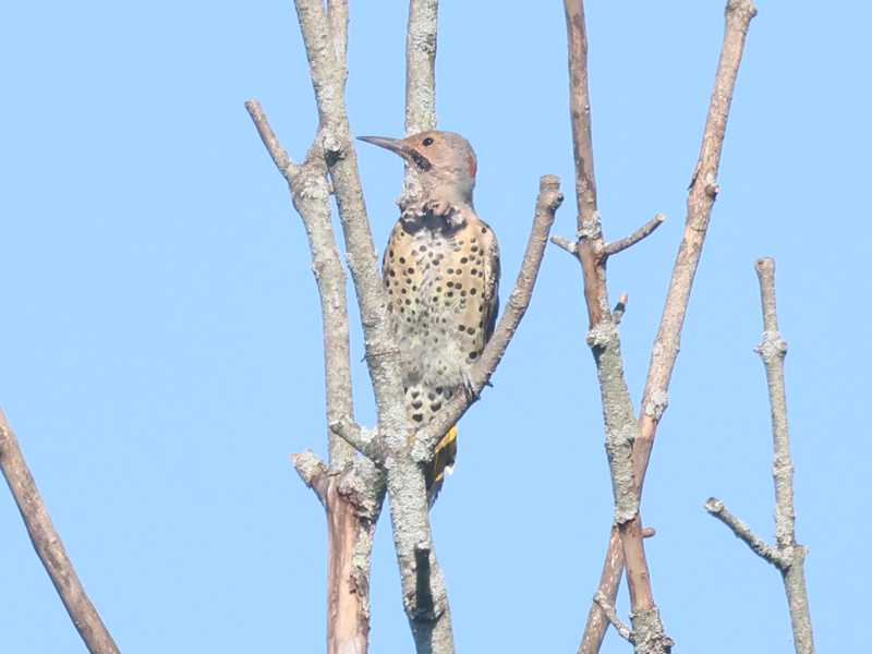 Mystery bird to be identified