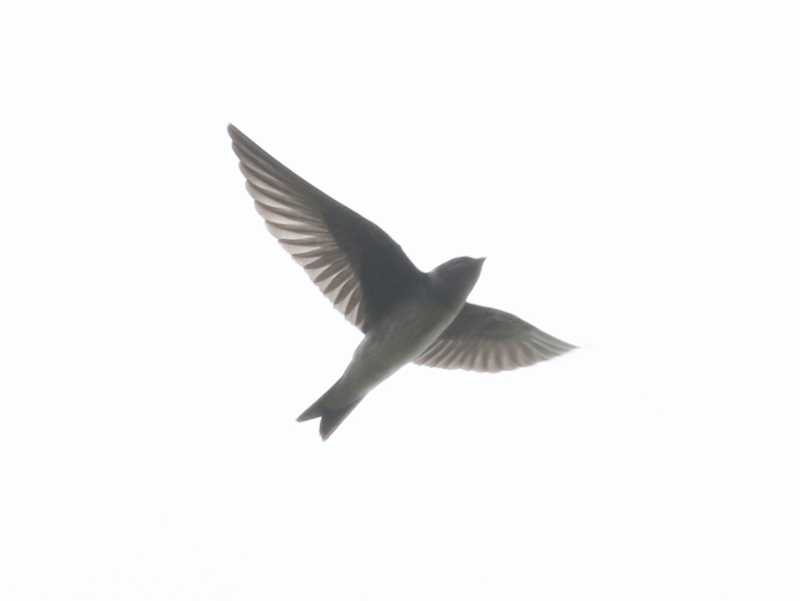 Mystery bird to be identified
