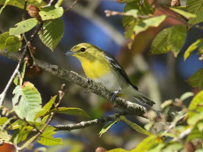 Mystery bird to be identified
