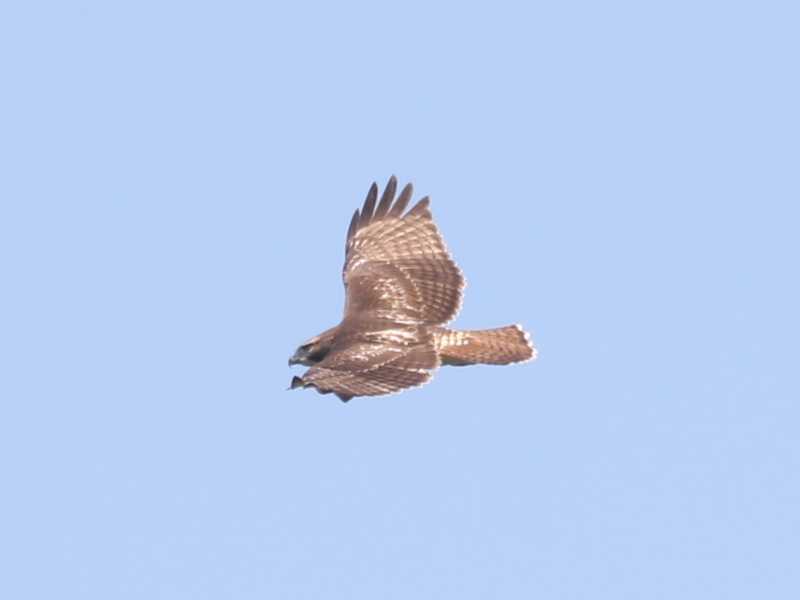 Mystery bird to be identified