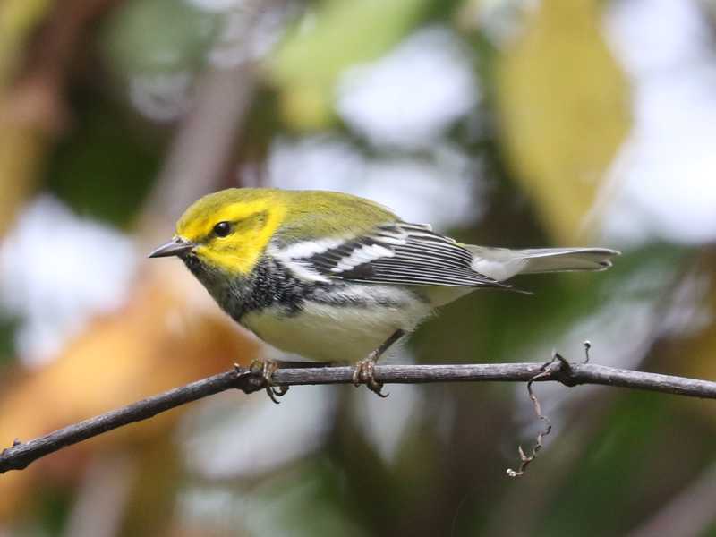 Mystery bird to be identified