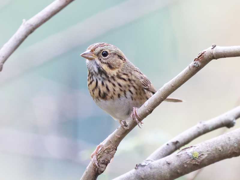 Mystery bird to be identified
