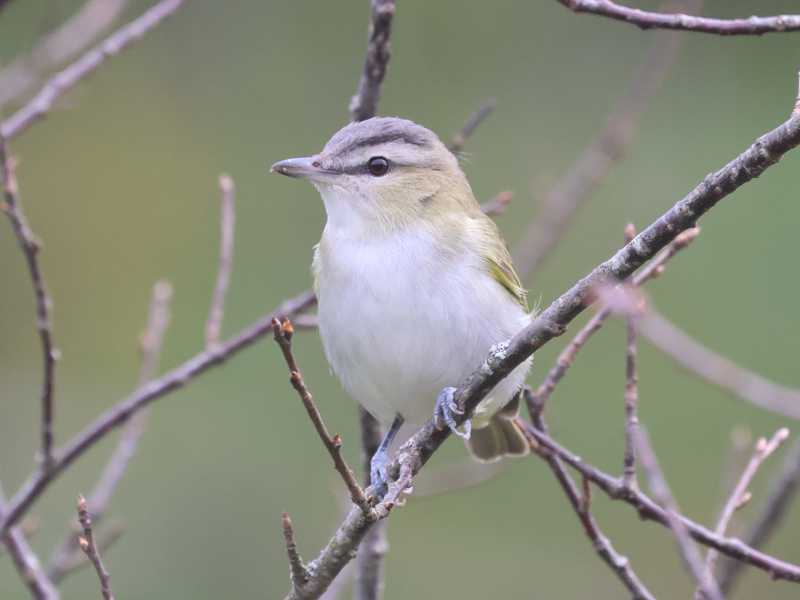 Mystery bird to be identified