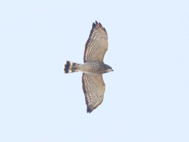 Mystery bird to be identified