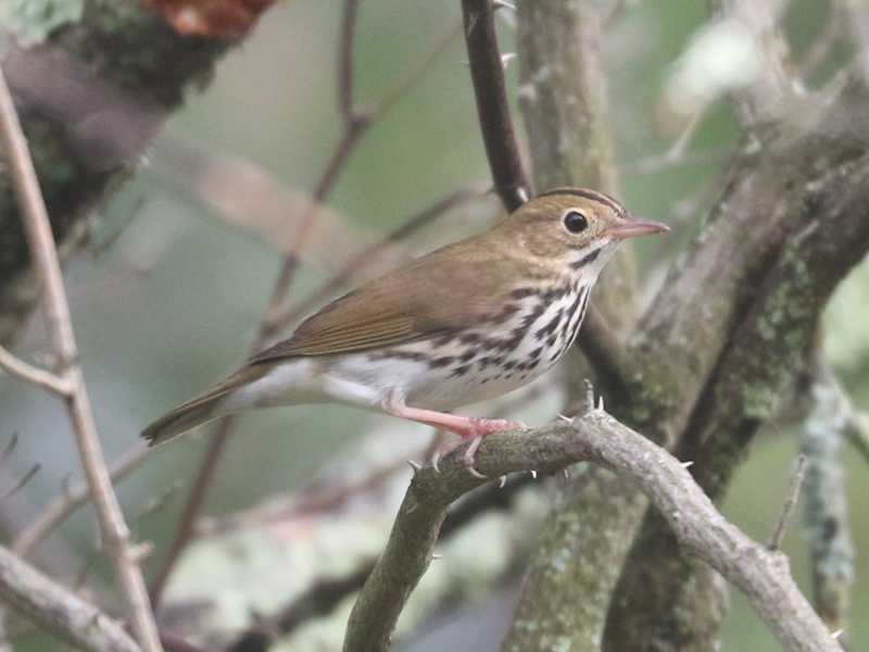 Mystery bird to be identified