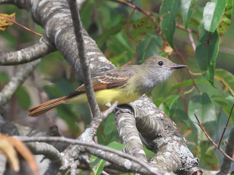 Mystery bird to be identified