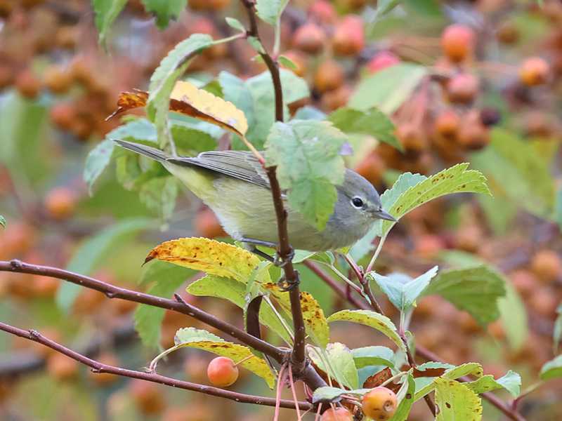 Mystery bird to be identified